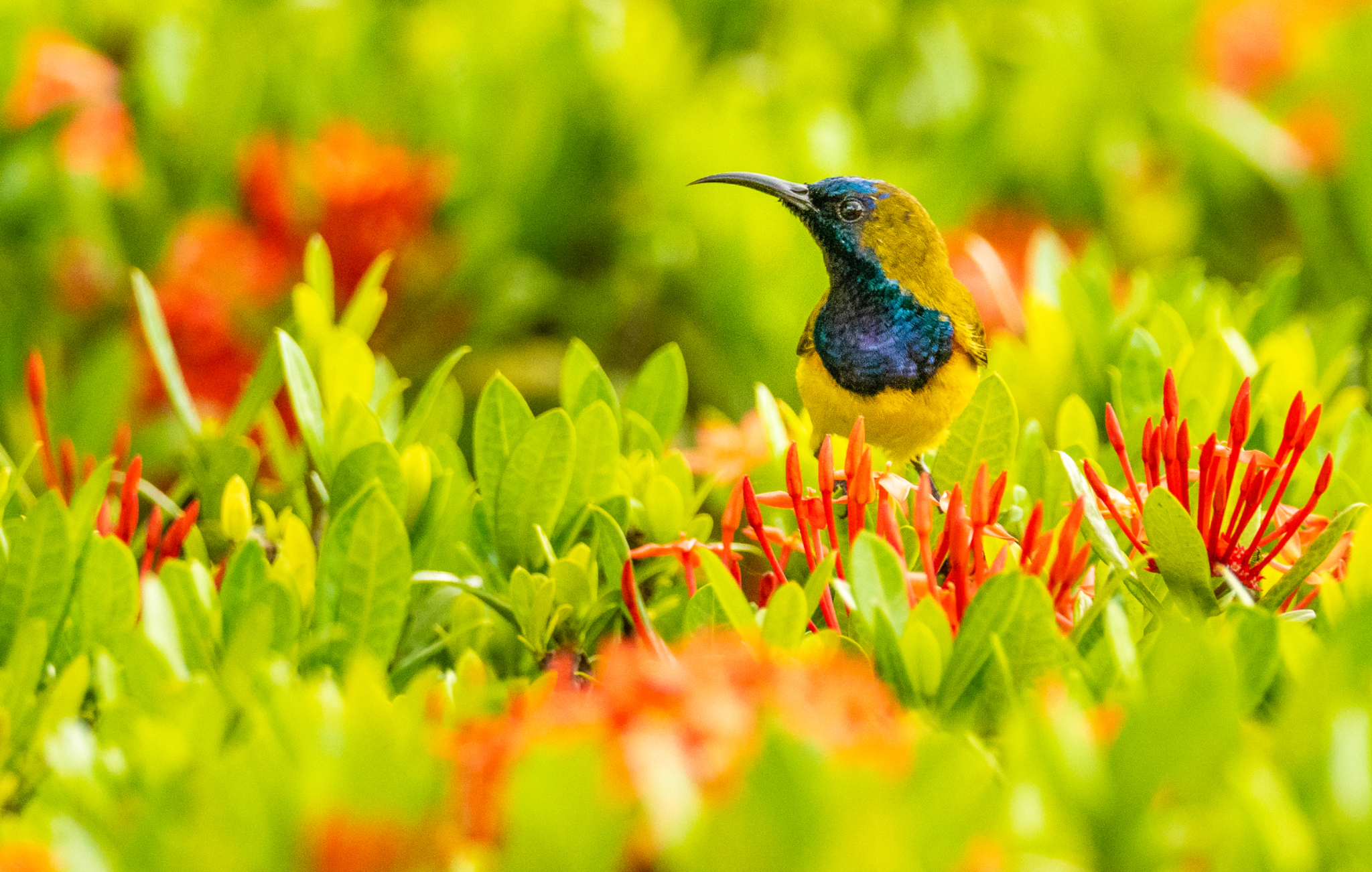 Olive backed Sunbird